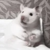 :; hamsters @xiroe 28