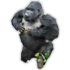 Cecki gorilla 29