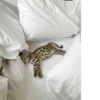 Animals :: @fStikBot 28