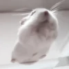:; hamsters @xiroe 29