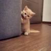 красивые котята 30