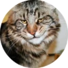 Cat Meow 2 10