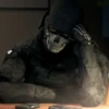 Cod cum 30