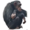 Cecki gorilla 30