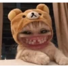 Cats 5