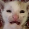 @ZXCOLEVAP 6