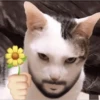 Cats 6