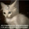 Cats 7