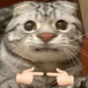 Cats 8