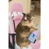 Cats 10