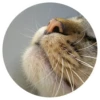Nice Cats @stickersb2b 5