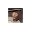 Cats 12