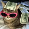 Cats 13