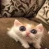 @ZXCOLEVAP 12