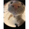 Cats 14