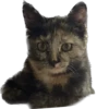 Hi, I’m Kitty 5