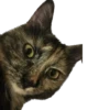 Hi, I’m Kitty 6