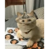 Cats 15
