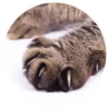 Nice Cats @stickersb2b 7