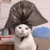 Cats 16