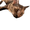 Hi, I’m Kitty 7