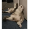 Cats 17