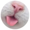 Nice Cats @stickersb2b 9