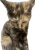 Hi, I’m Kitty 8