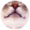 Nice Cats @stickersb2b 10