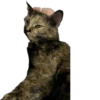 Hi, I’m Kitty 9