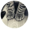 Nice Cats @stickersb2b 12