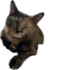 Hi, I’m Kitty 10