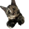 Hi, I’m Kitty 11