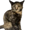 Hi, I’m Kitty 12