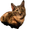 Hi, I’m Kitty 13