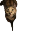 Hi, I’m Kitty 14