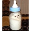 Cats 22