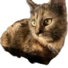 Hi, I’m Kitty 15