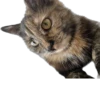 Hi, I’m Kitty 16