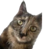 Hi, I’m Kitty 17