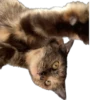 Hi, I’m Kitty 18