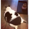 Cats 23