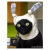 Cats 24