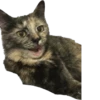 Hi, I’m Kitty 20