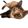 Hi, I’m Kitty 21
