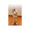 Cats 28