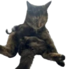 Hi, I’m Kitty 22