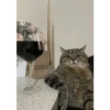 Cats 29
