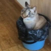 Cat’ cats 5