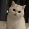 Kitty 4 7